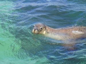 Sea Lion