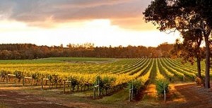 Margaret River Tours
