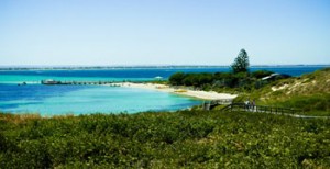 Penguin Island Tours